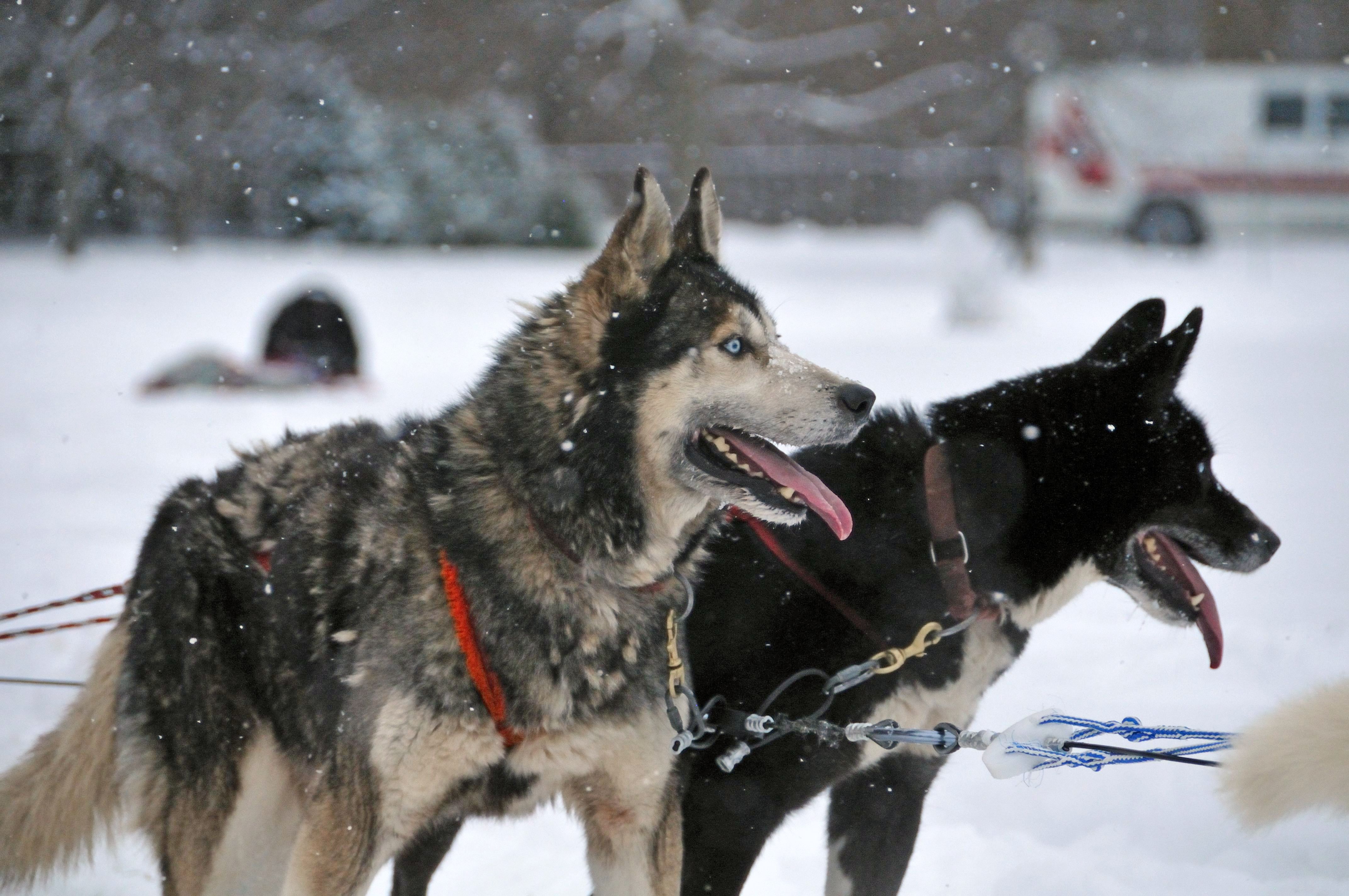 Cani: fotografia illustrativa del soggetto del sogno.