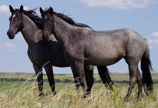 Cavalli: fotografia illustrativa del soggetto del sogno.